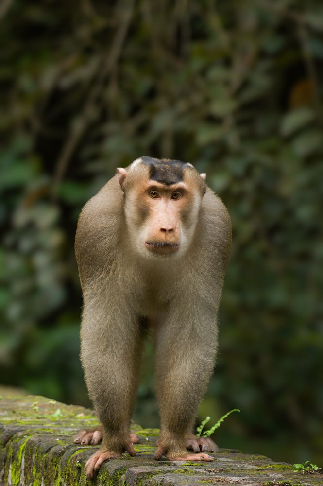 Photograph by Livines Annamalai