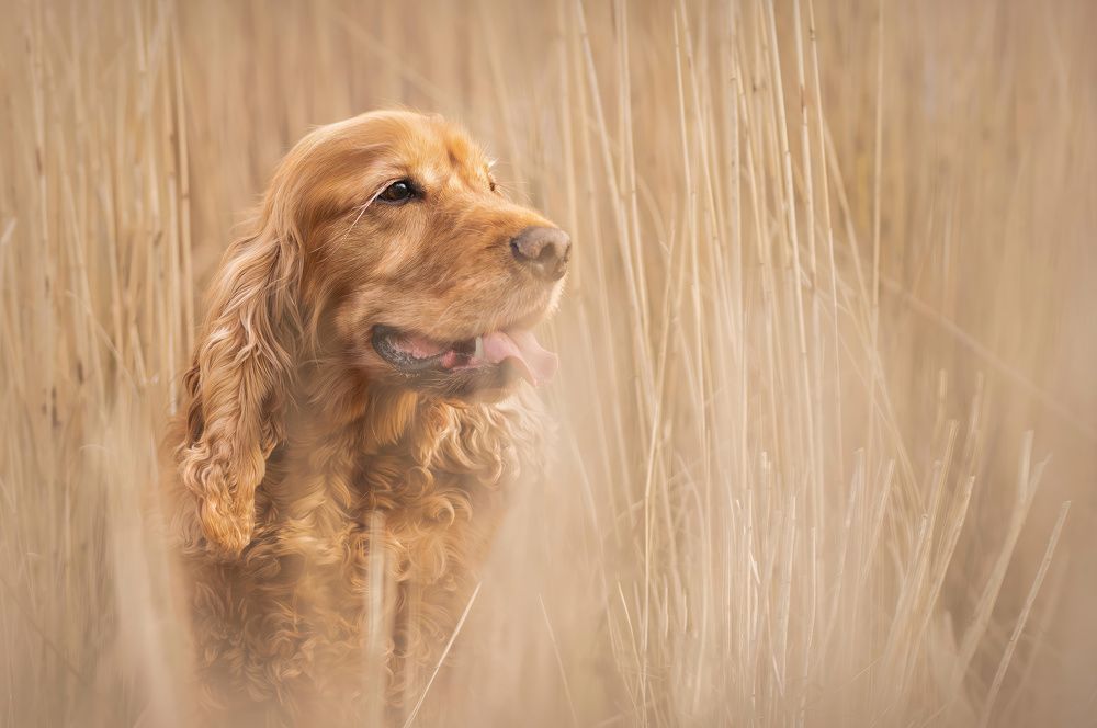 Photograph by Decoodt Els