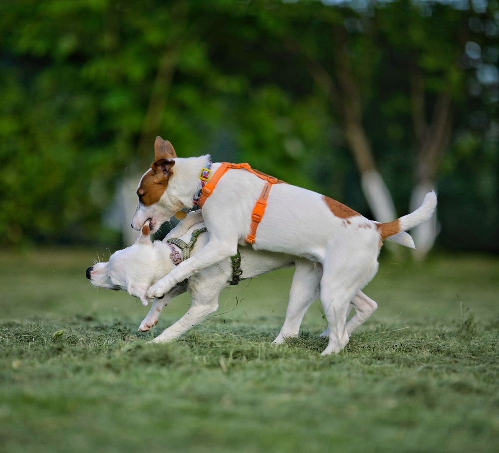 Photograph by Romanov Vyacheslav