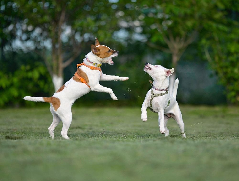 Photograph by Romanov Vyacheslav