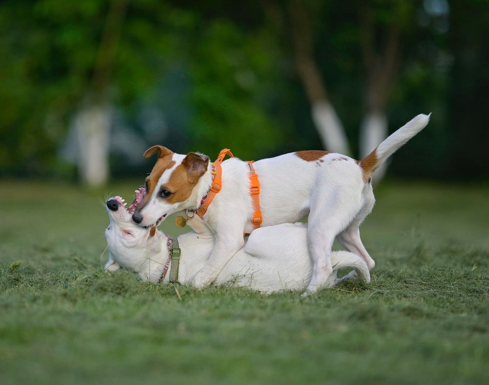 Photograph by Romanov Vyacheslav