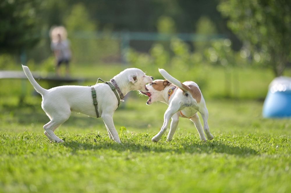 Photograph by Romanov Vyacheslav