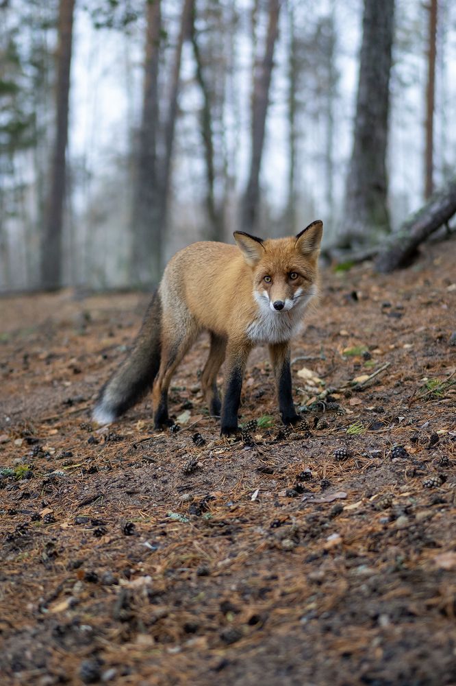 Рыжая гостья.