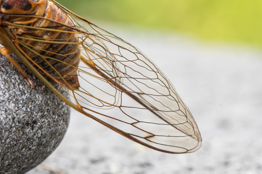 Фотография автора Мария Сурмачева