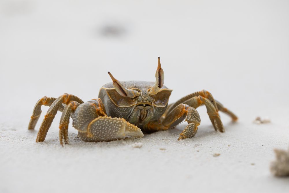 Фотография автора Мария Сурмачева