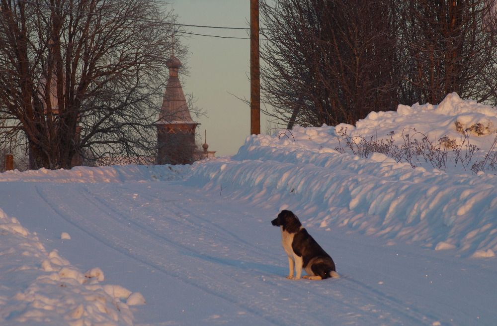 Ждет хозяина