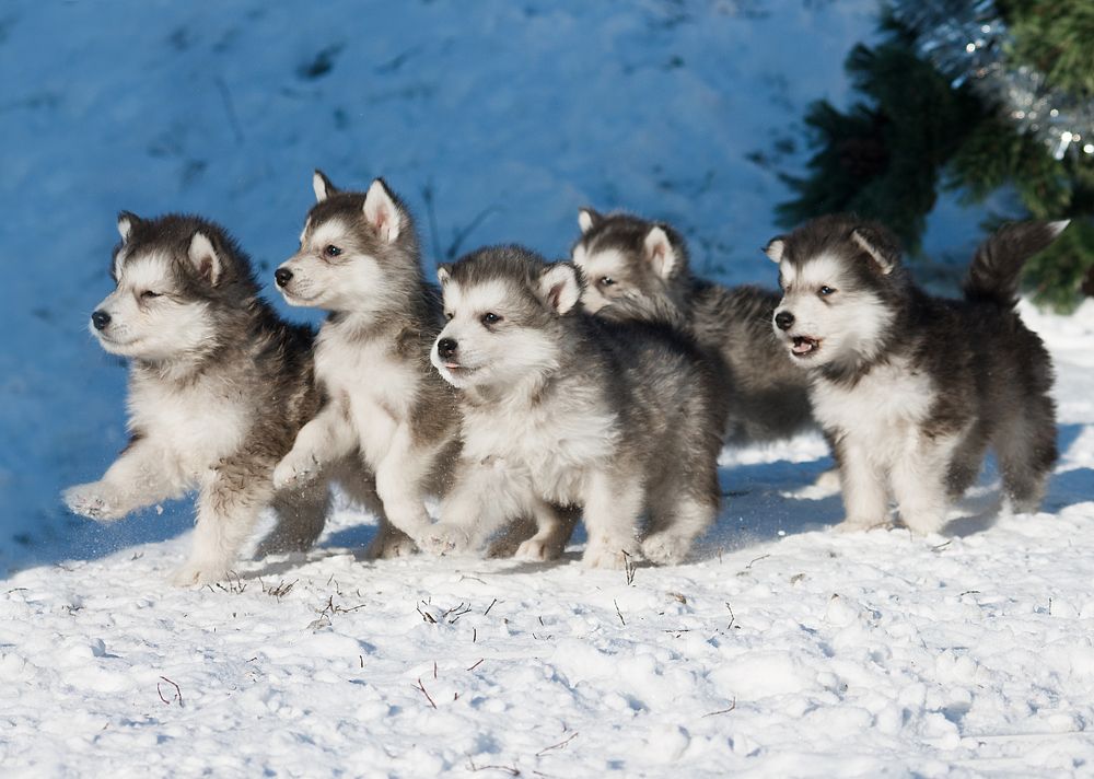 Photograph by Ольга Сельницына