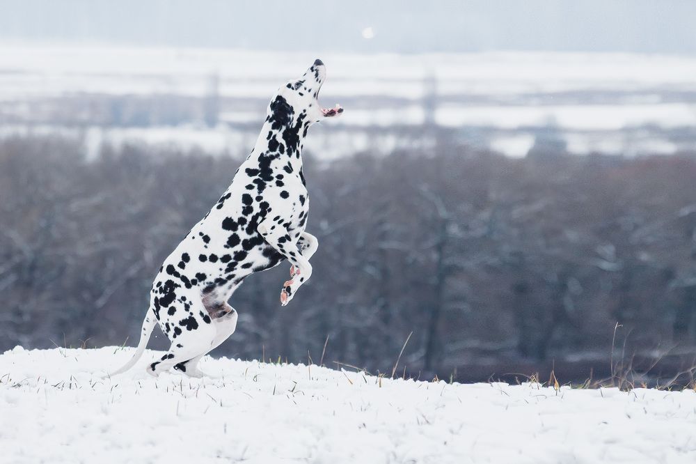 Photograph by Ольга Сельницына