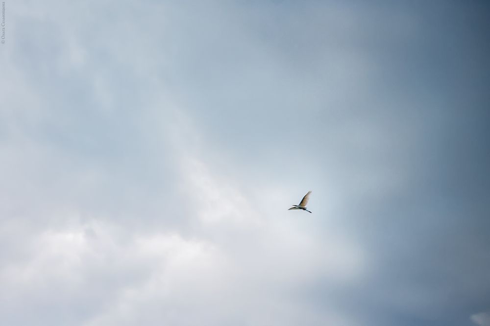 Photograph by Ольга Сельницына