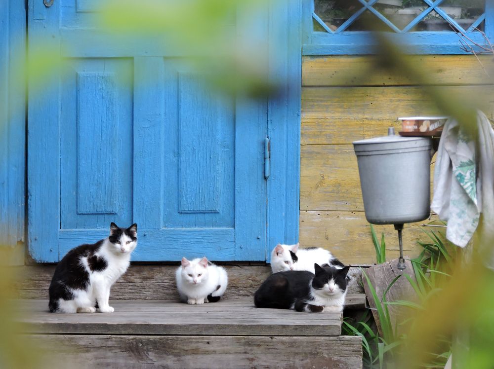 Черно-белый квартет / Black & white quartet