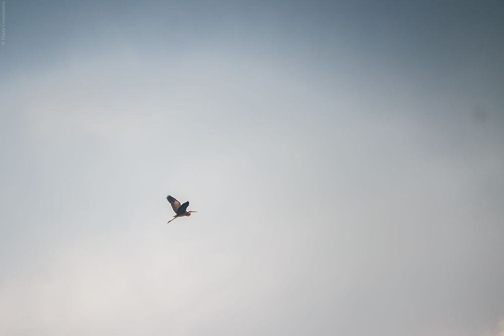 Photograph by Ольга Сельницына