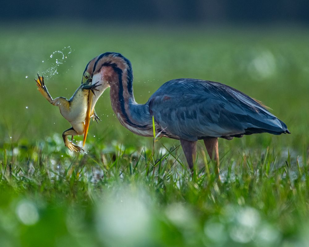 Photograph by Debashis Subudhi