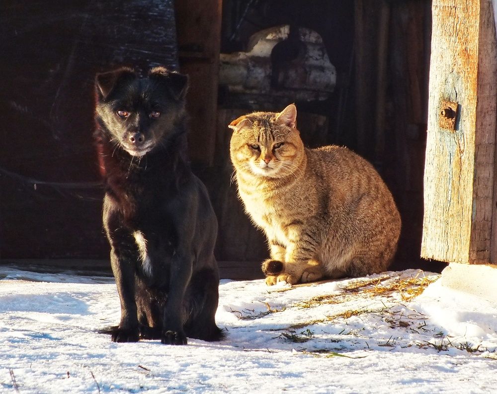 Фотография автора Андрей Шестаков