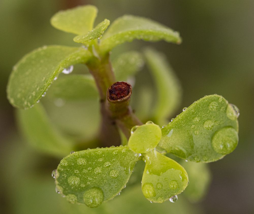 Photograph by Manuel José Castillo Ochoa