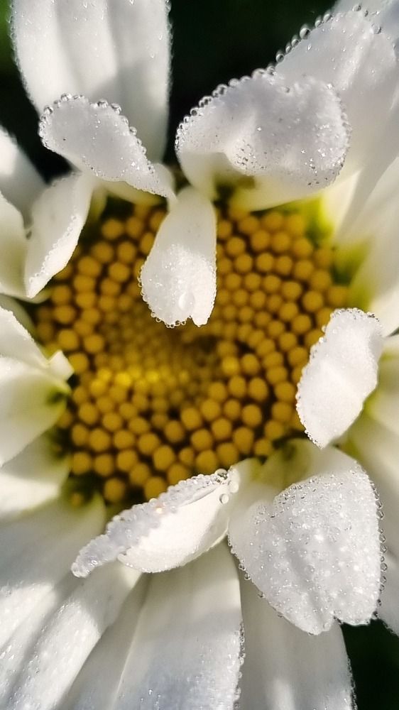 Photograph by Татьяна Устюжанина