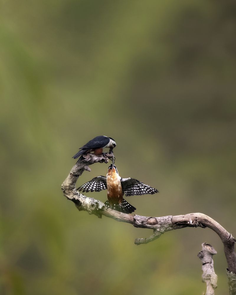 Photograph by Prabhat Ghosh