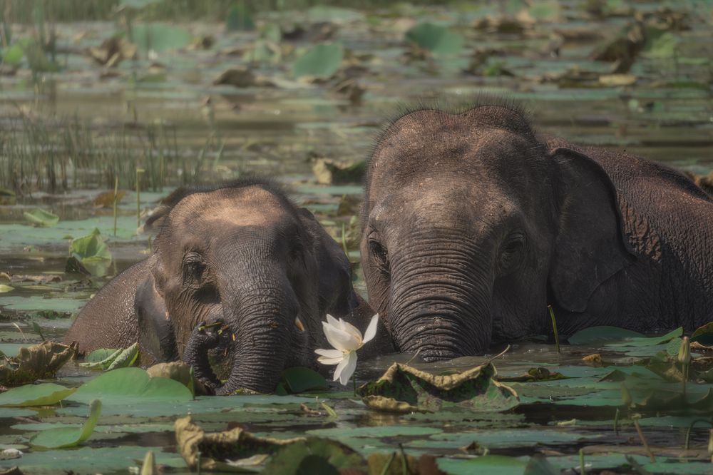 Photograph by Domenico Marrano