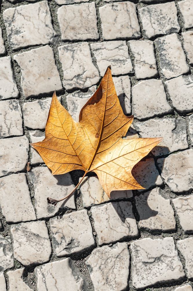 Фотография автора Antonio Etevaldo Rodrigues Junior