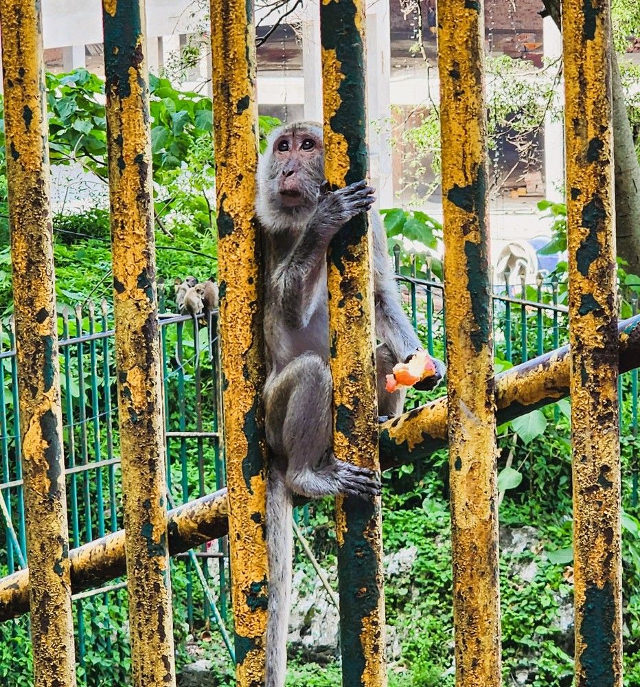 Photograph by G GOVIL