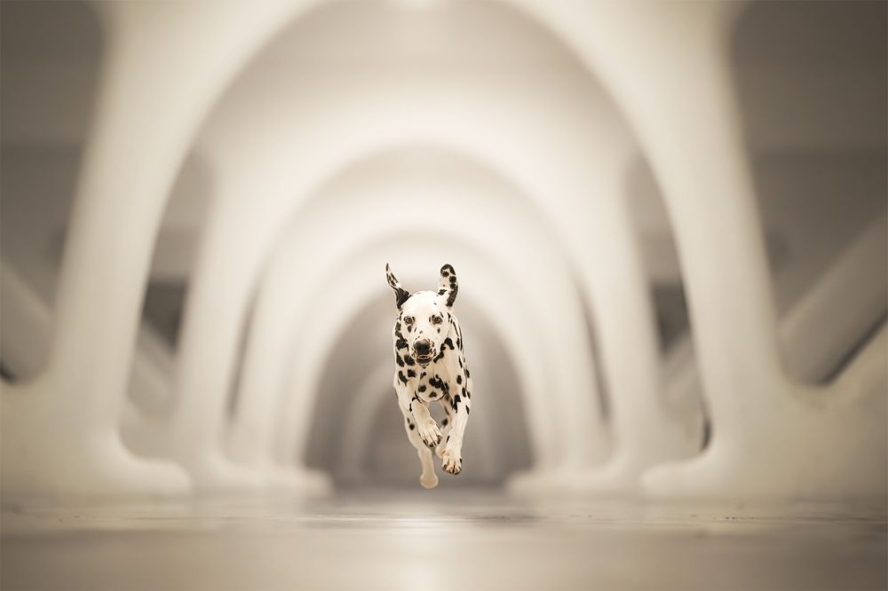 Photograph by Laura Petermans