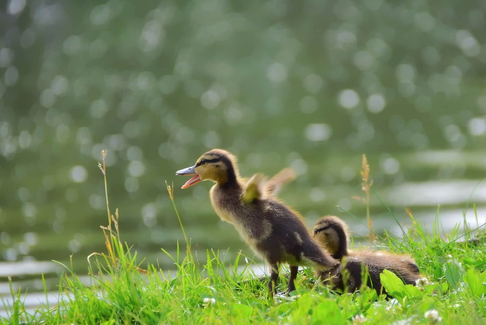 Летать охота!