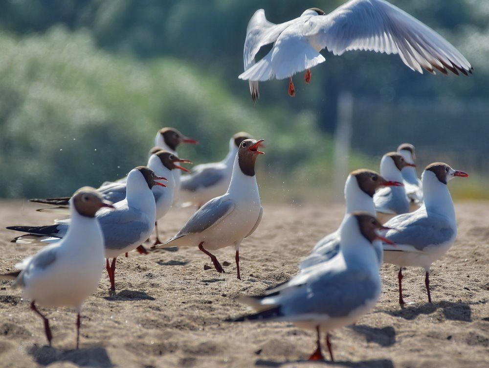 В большой семье клювом не щелкают.