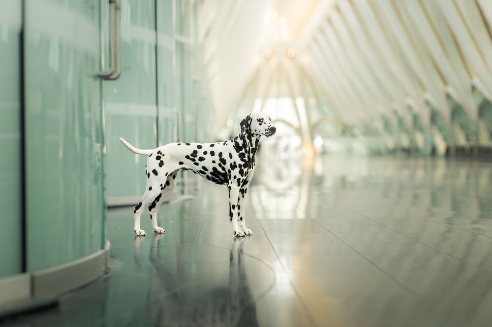 Photograph by Laura Petermans