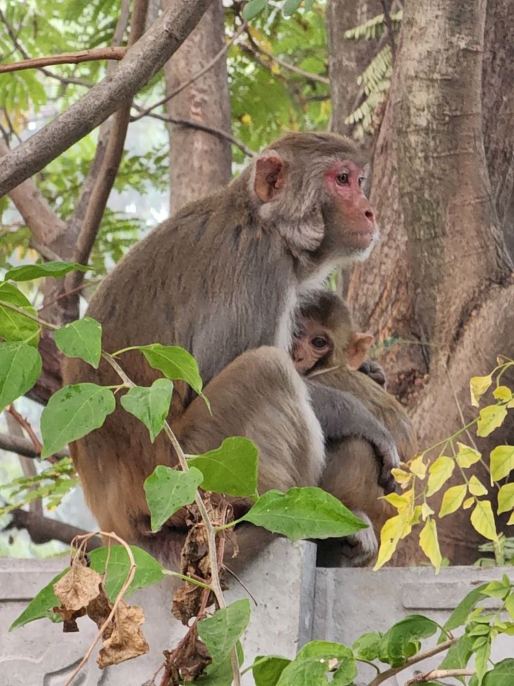 Photograph by G GOVIL