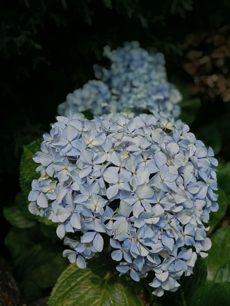 Blooming ?