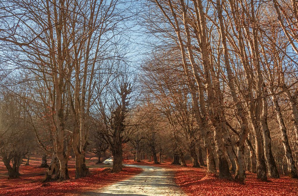 A Patrol In A Autumn Forest
