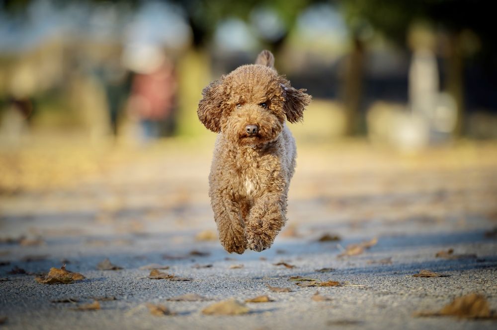 Photograph by Attilio