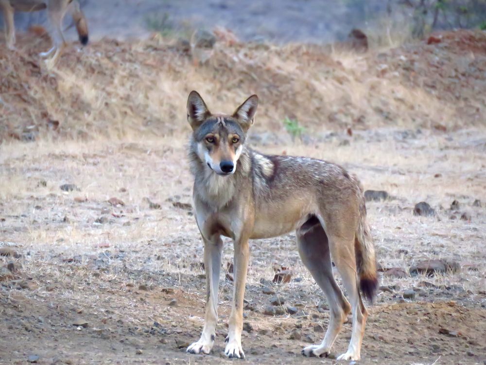 Wolf looks on from a distance