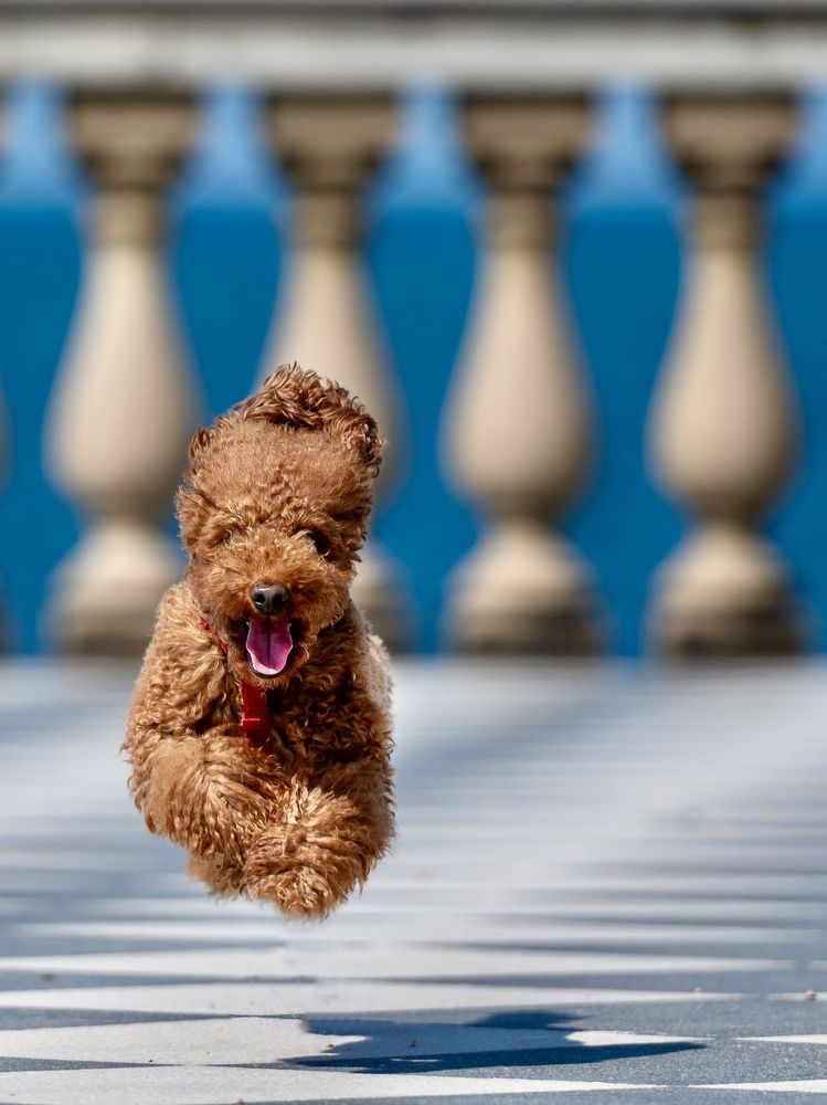 Photograph by Attilio