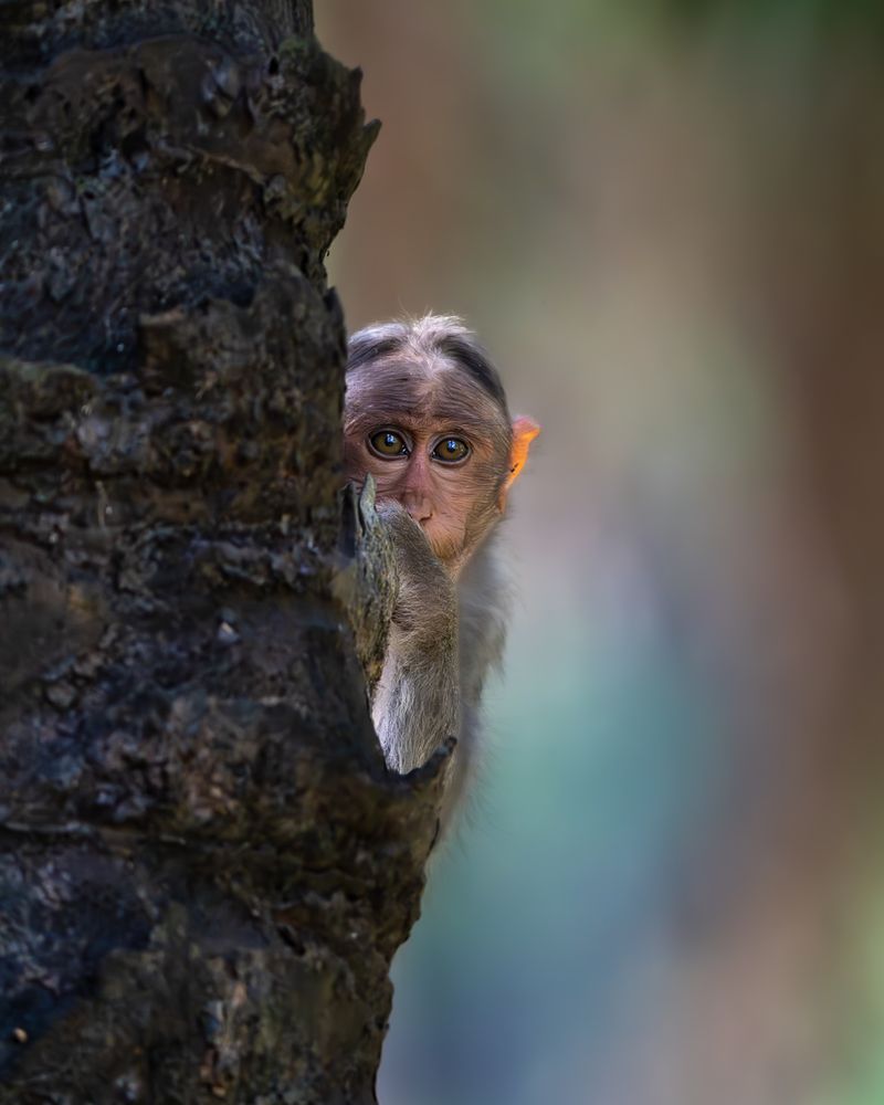 Photograph by Vipin P C