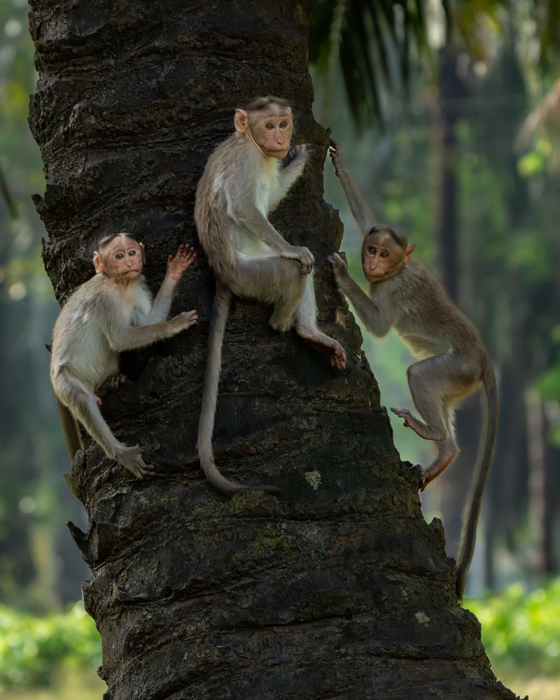 Photograph by Vipin P C