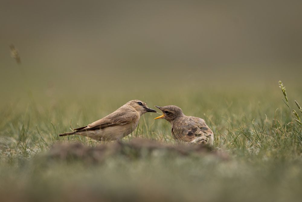 Каменка с птенцом