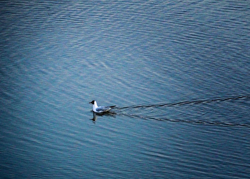 Фотография автора Гоголев Игорь