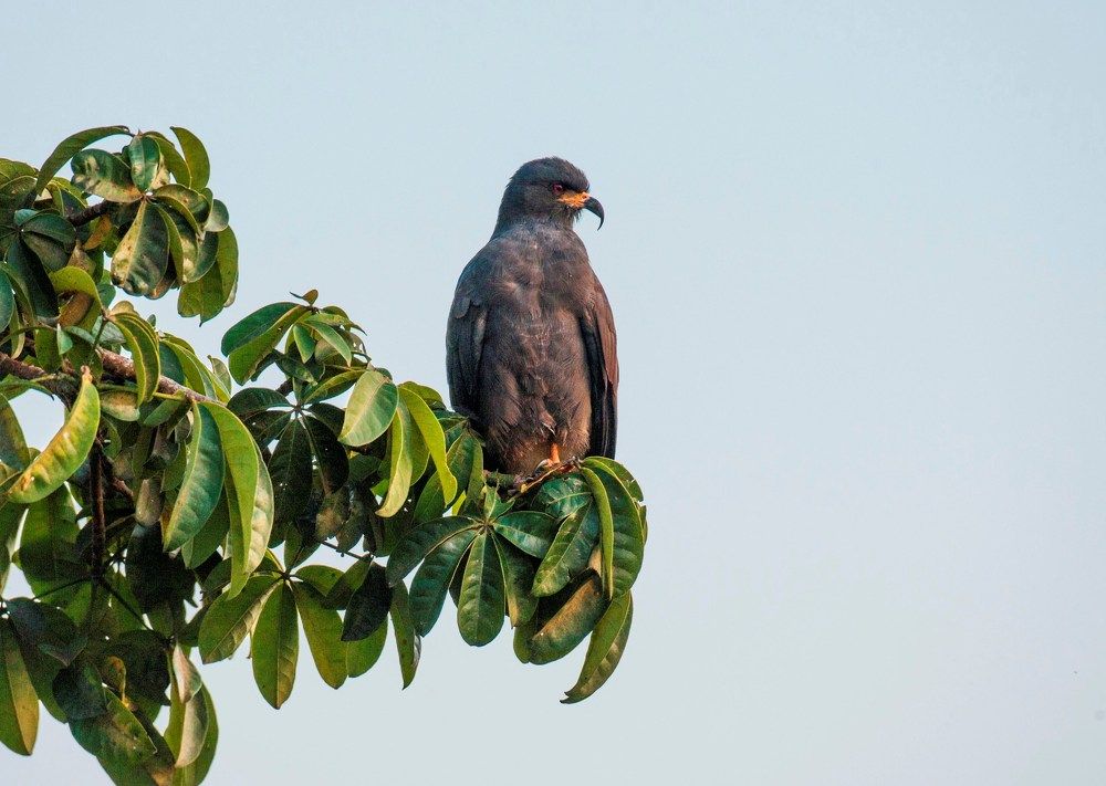 Фотография автора Oskars Smelins