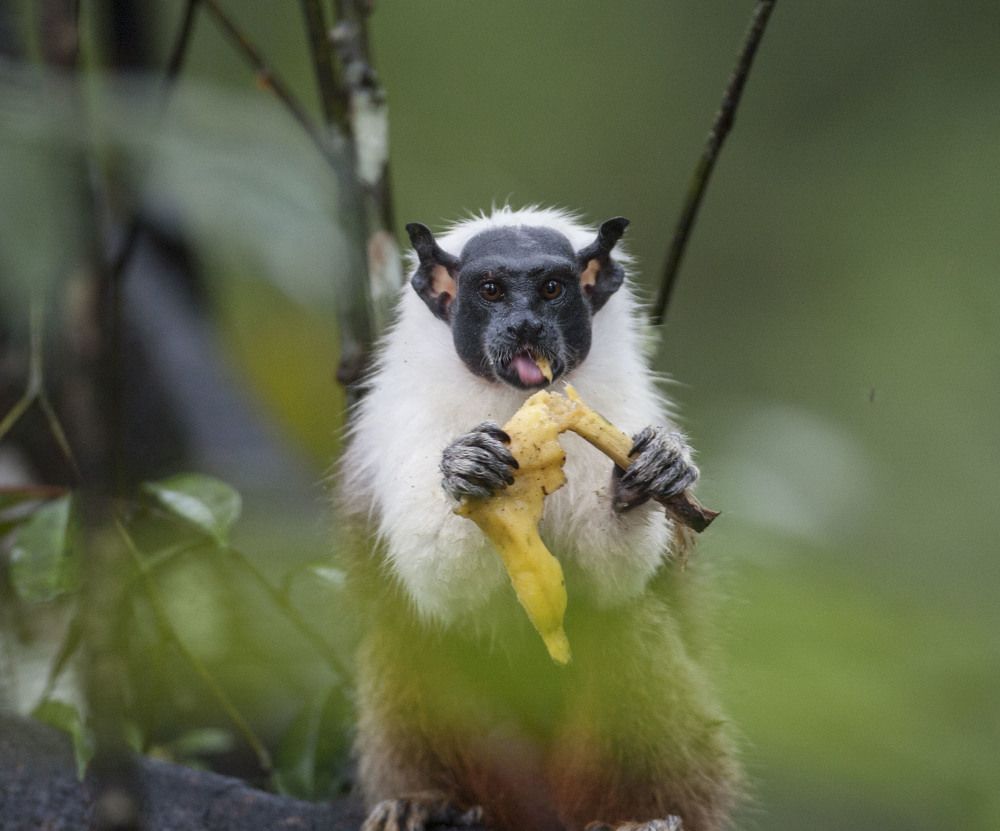 Фотография автора Oskars Smelins