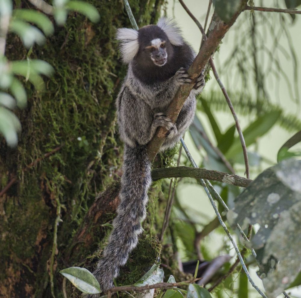 Фотография автора Oskars Smelins