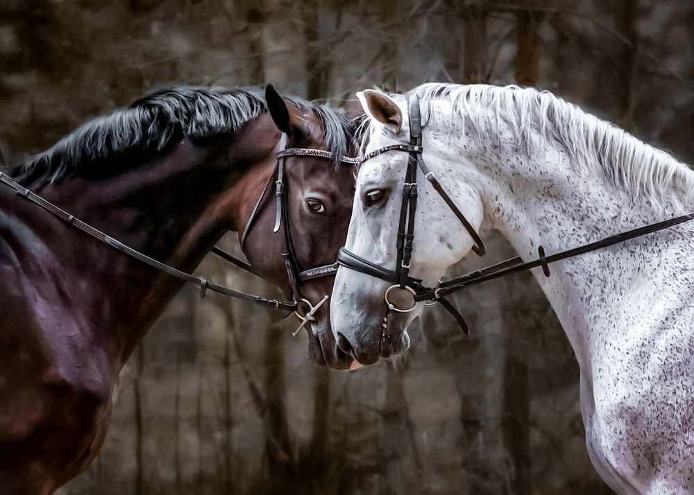 Photograph by Татьяна Шандромайло