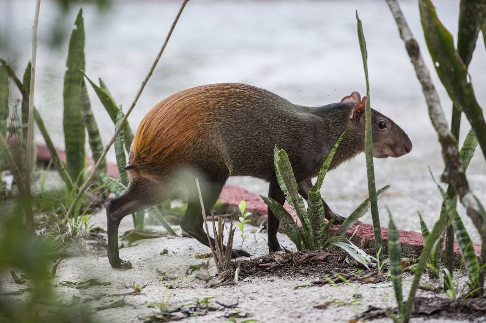 Фотография автора Oskars Smelins