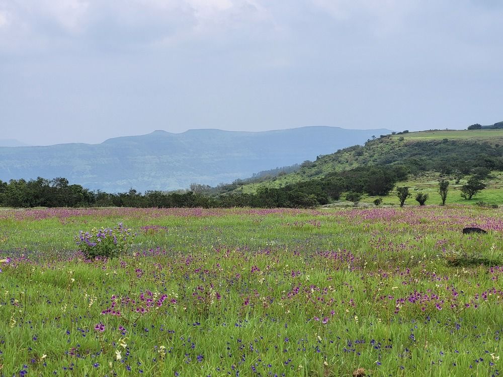 Beauty of Valley of Flowers