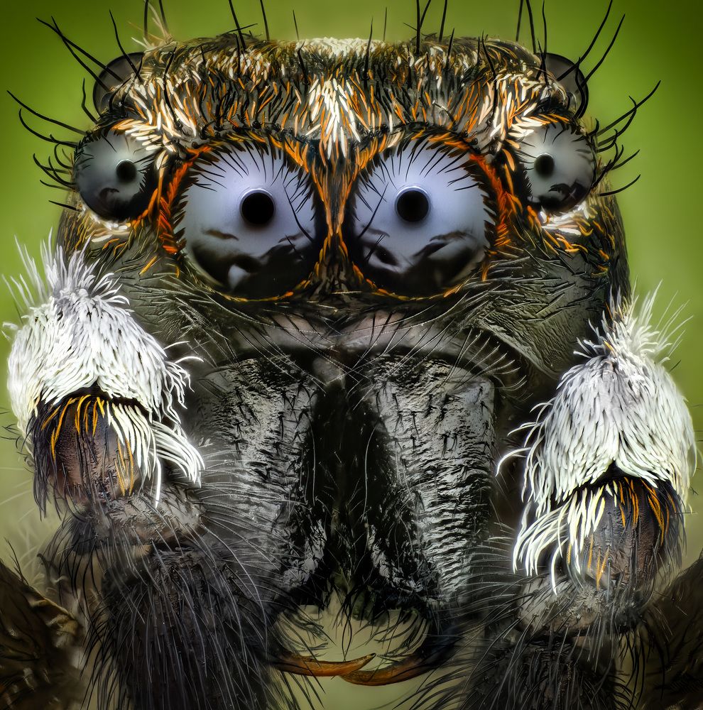 Jumping Spider 10X