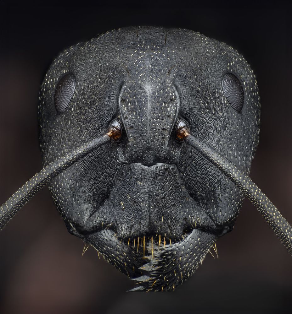 Cabeza de hormiga 6,3x