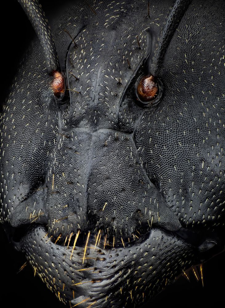 Detail taken from the head of an ant 10x