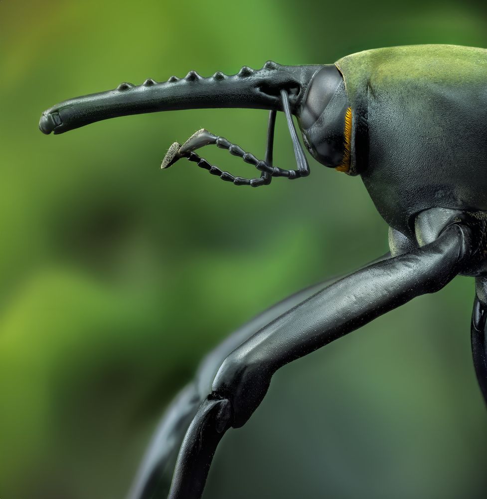 Cyrtotrachelus Buqueti  1x