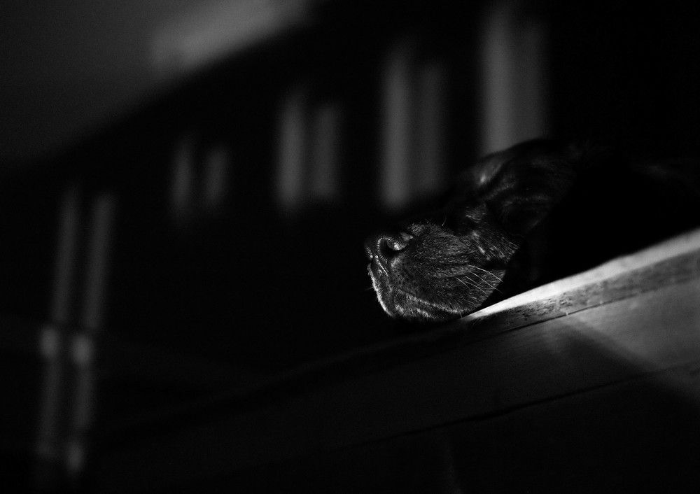 Фотография автора Максим Беднев