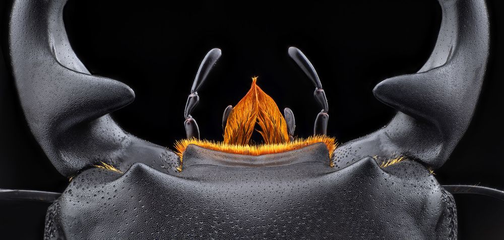 Dorcus parryiritsemae 3x