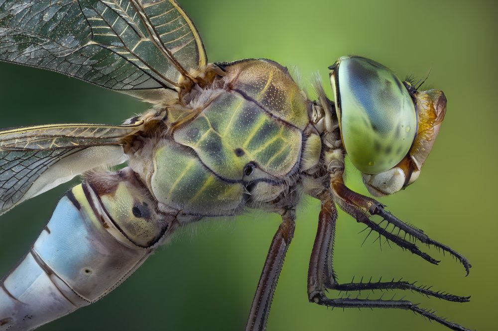 La libélula emperador (Anax imperator) 1x